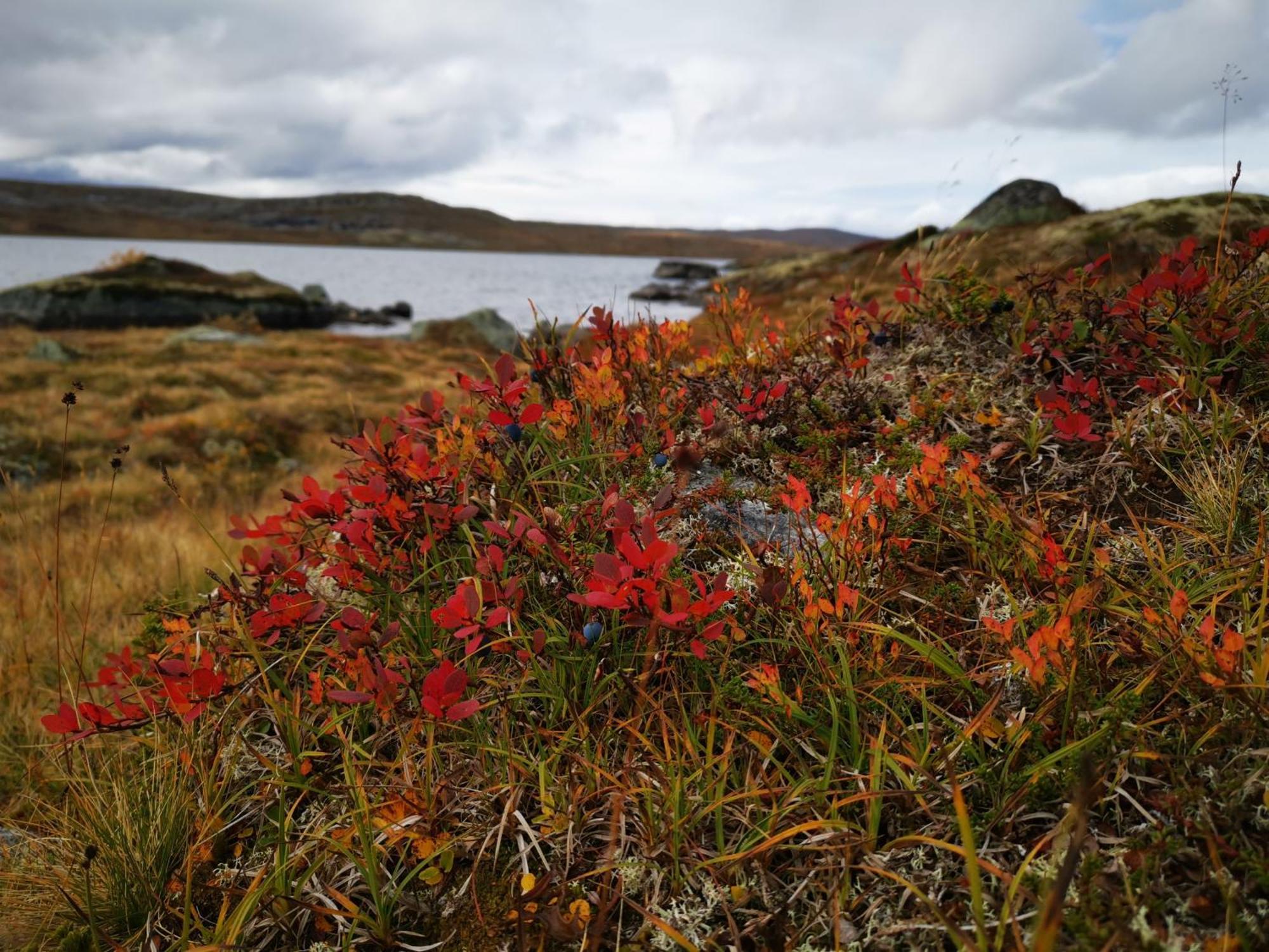 Halne Fjellstugu Hotel Maurset Kültér fotó